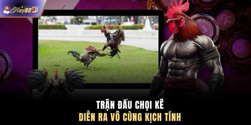 Trận đấu chọi kê diễn ra vô cùng kịch tính 